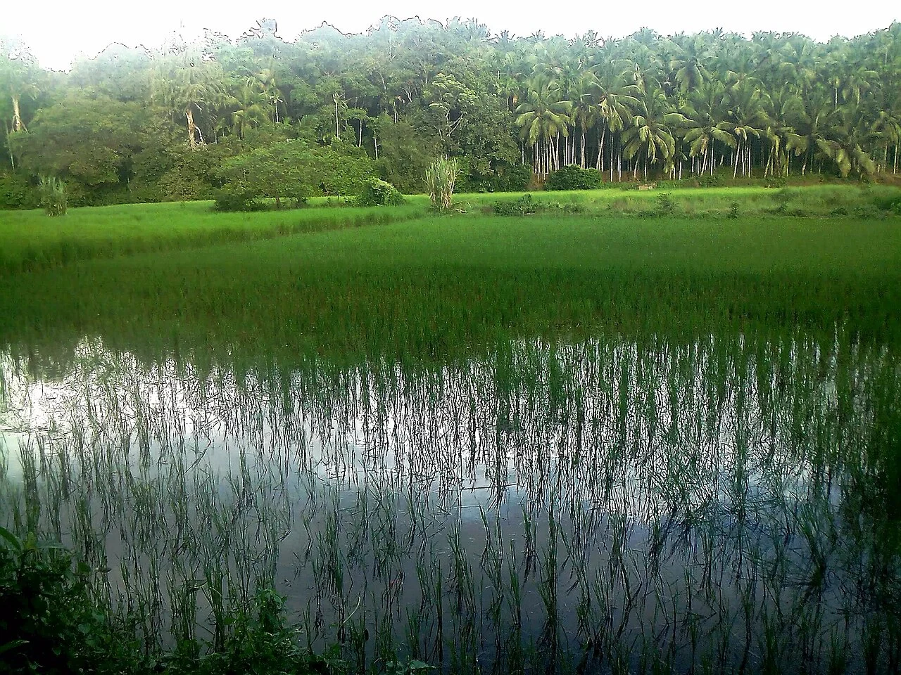 Photo of Parappur