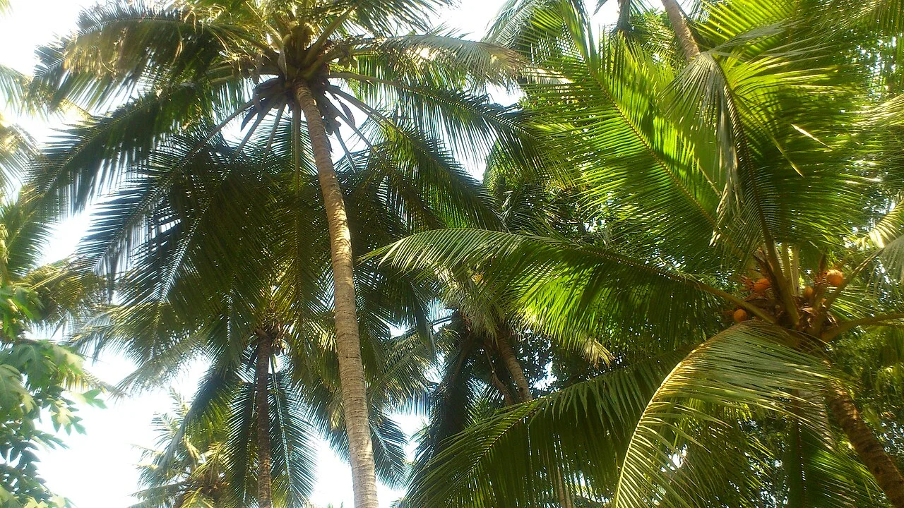 Photo of Pārassāla