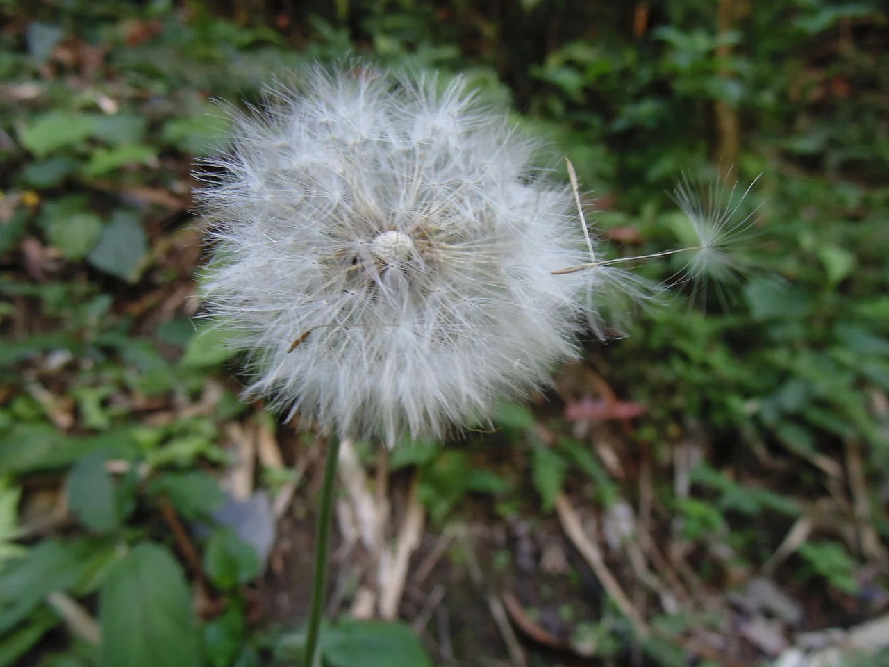 Photo of Passa Tempo