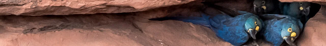 Photo of Paulo Afonso