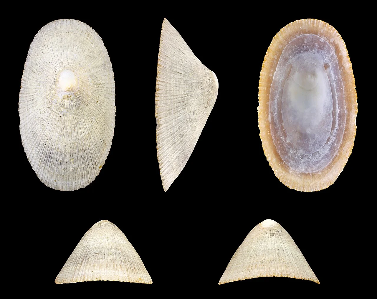 Photo of Pearly Beach