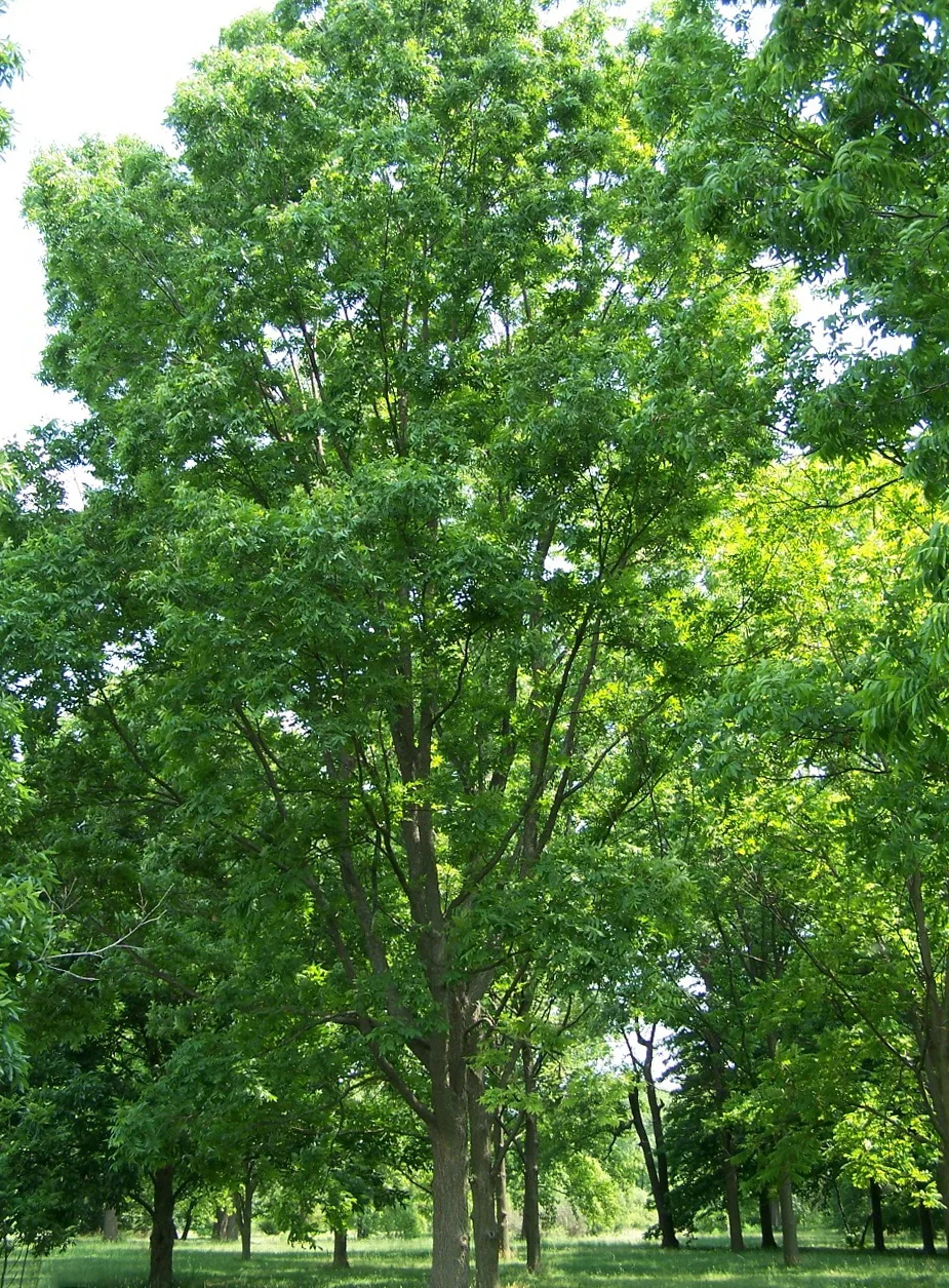 Photo of Pecan Grove