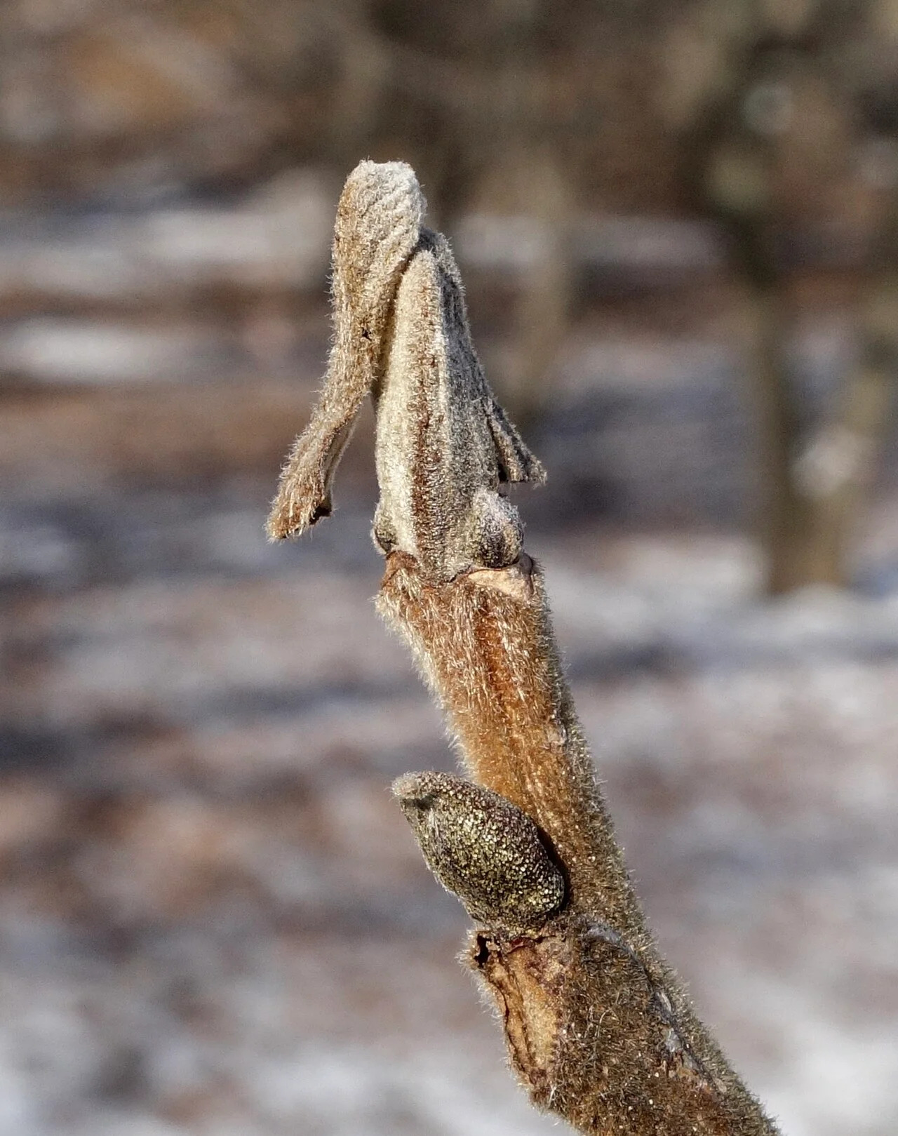 Photo of Pecan Grove