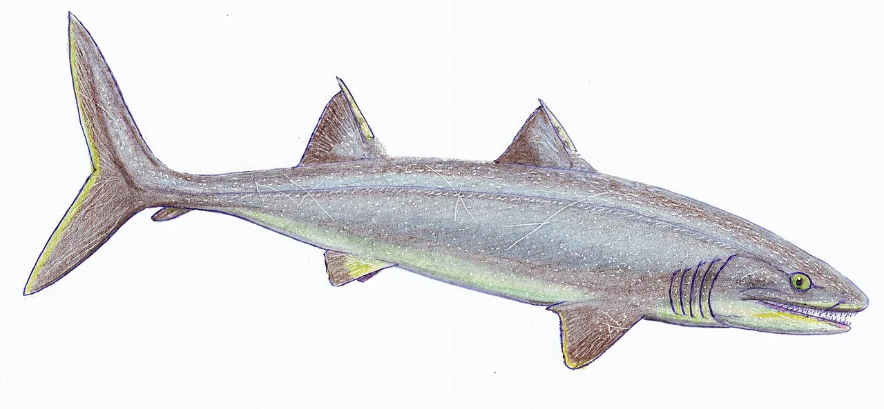 Photo of Pedras de Fogo