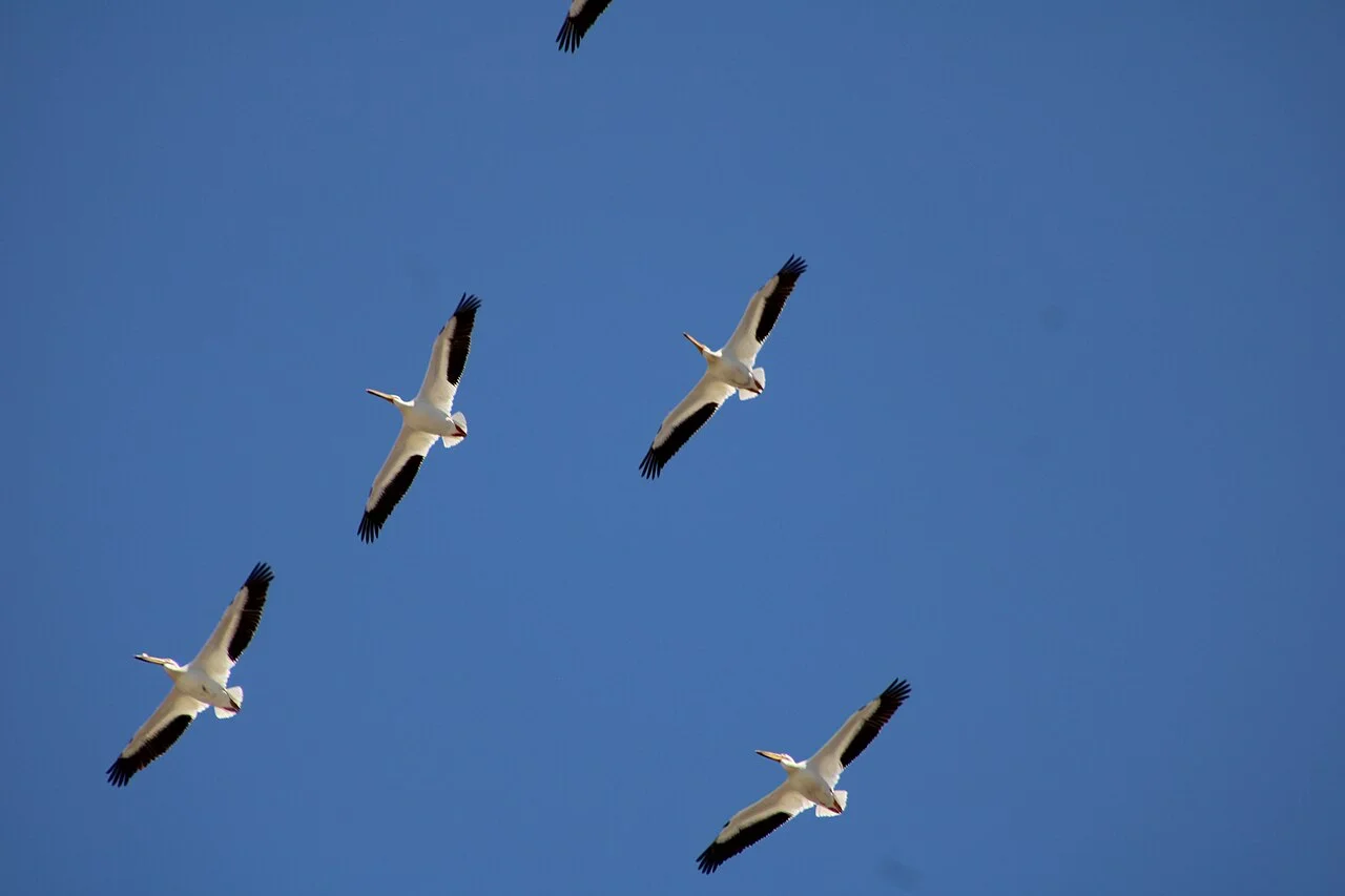 Photo of Pelican Bay