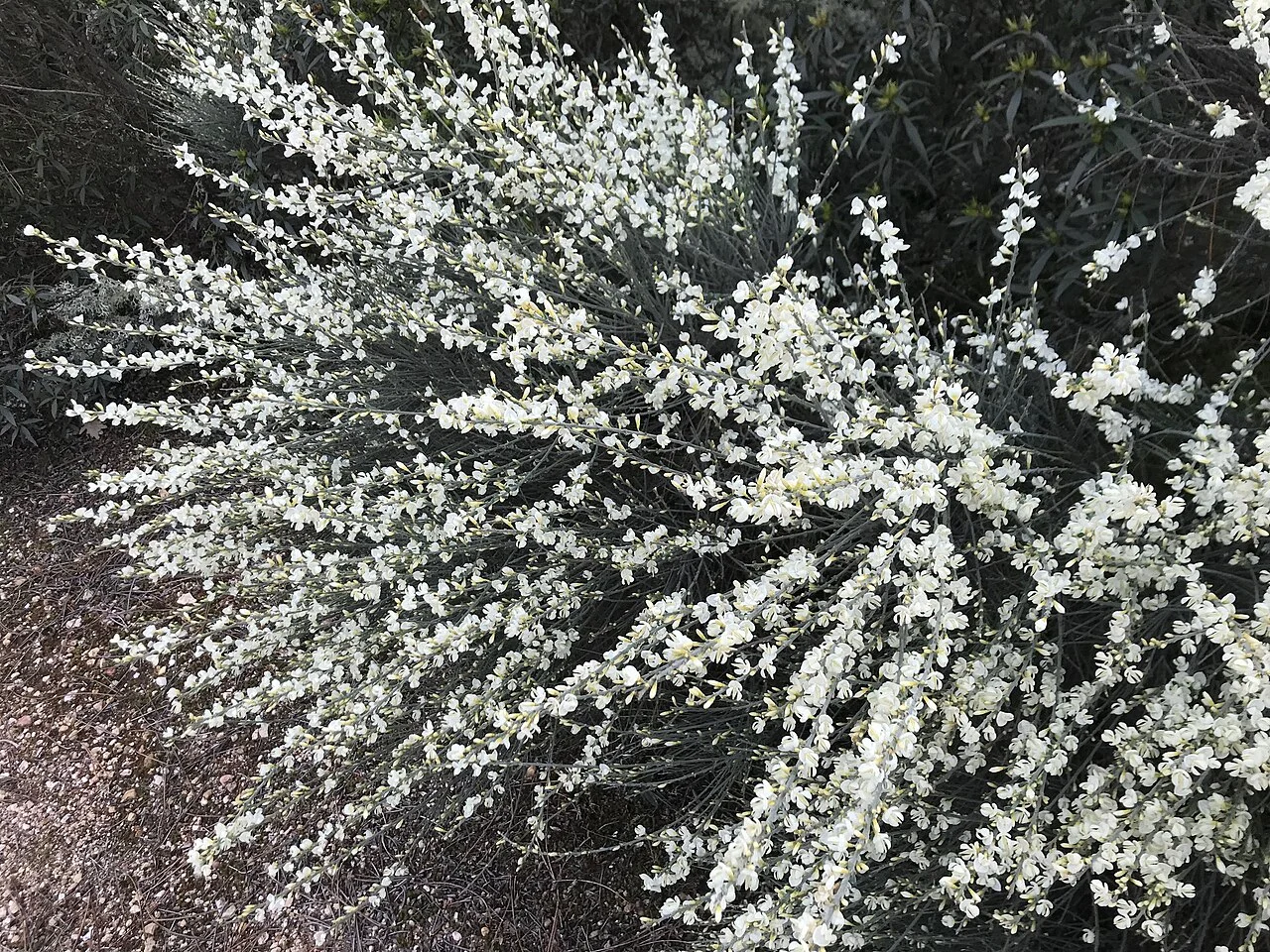 Photo of Peñausende