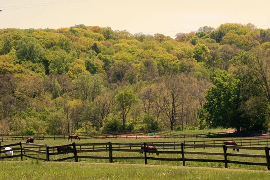 Photo of Pepper Pike