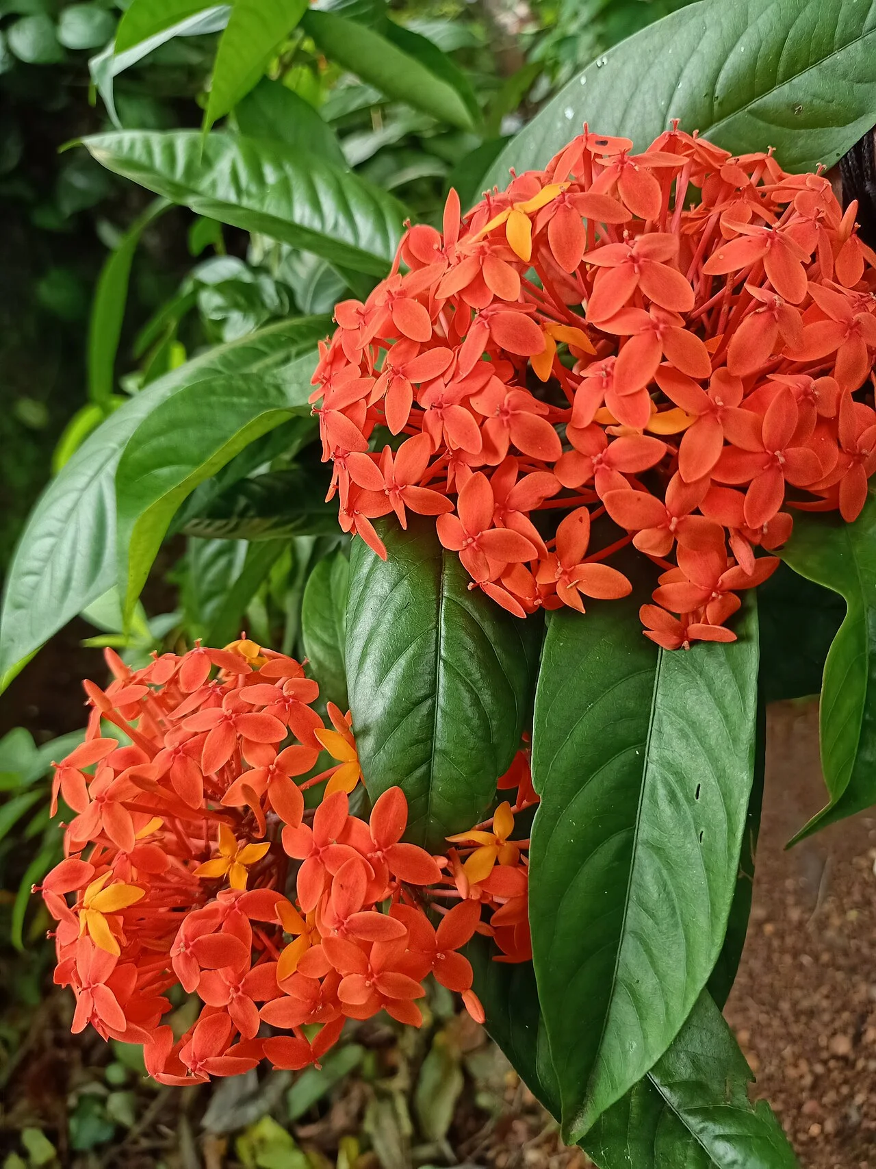 Photo of Perumbaikad