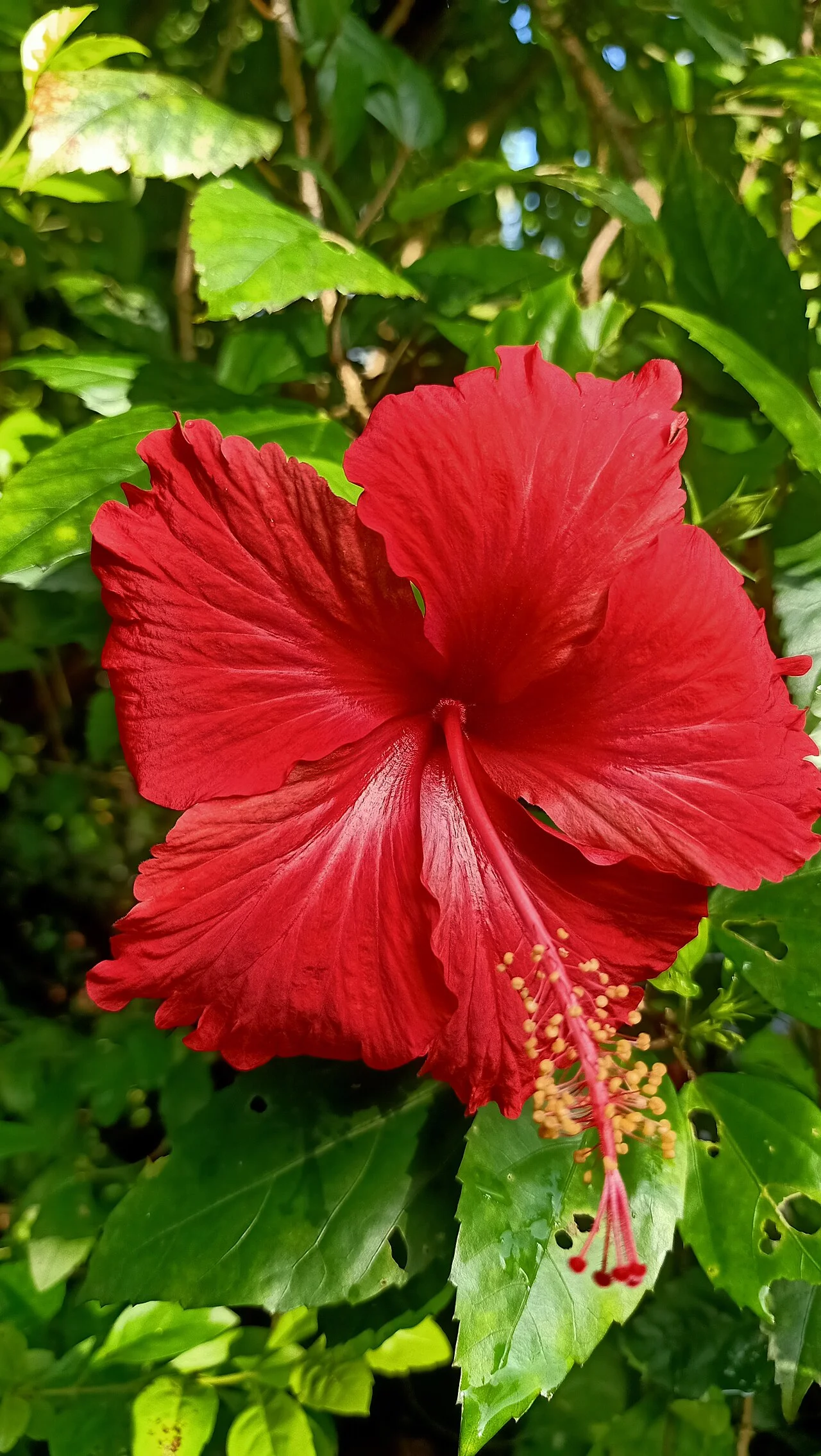 Photo of Perumbaikad