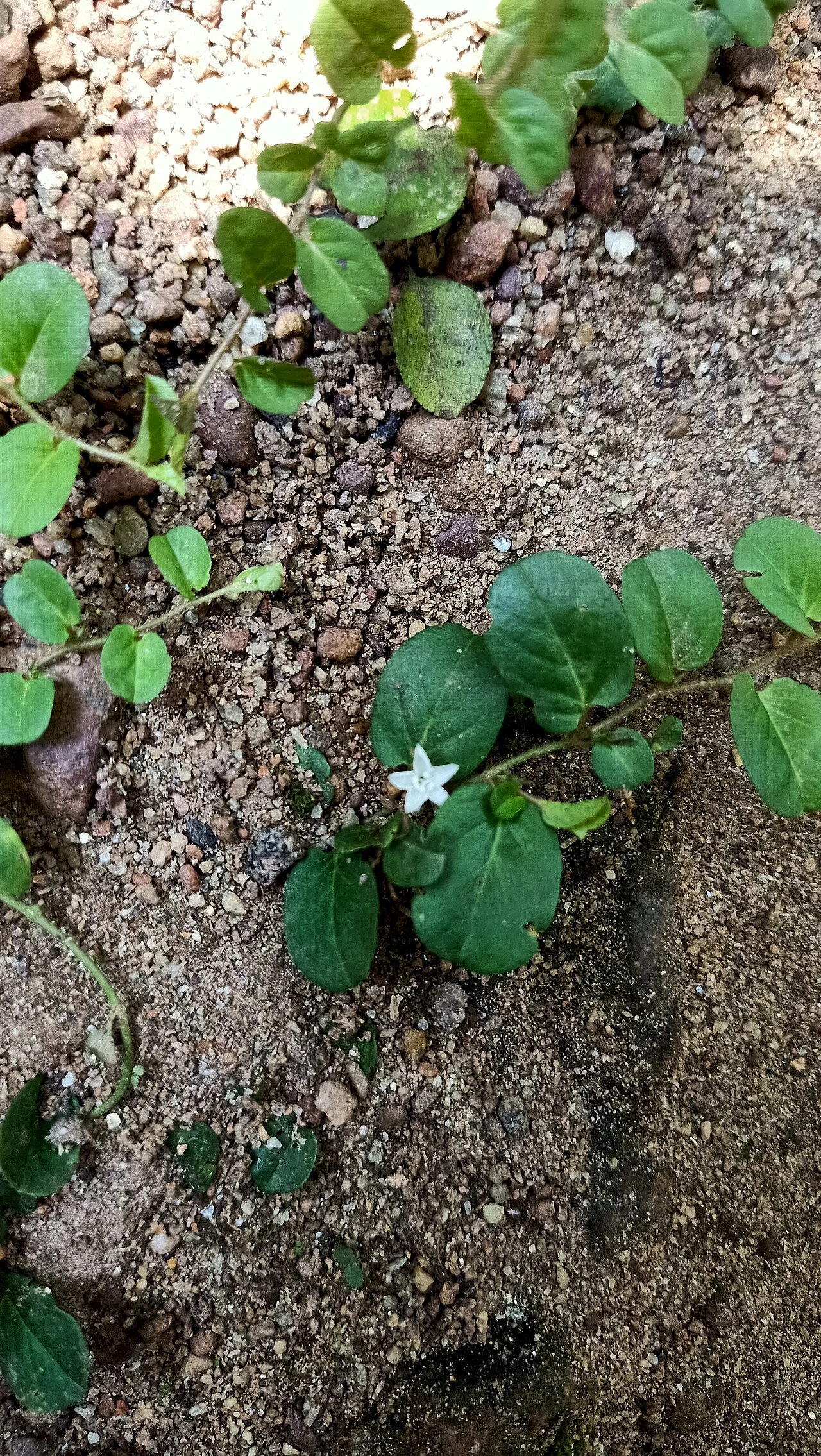 Photo of Perumbaikad