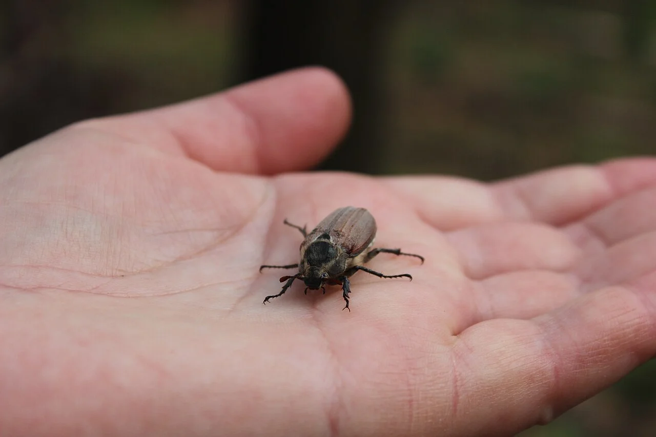 Photo of Pervomayske