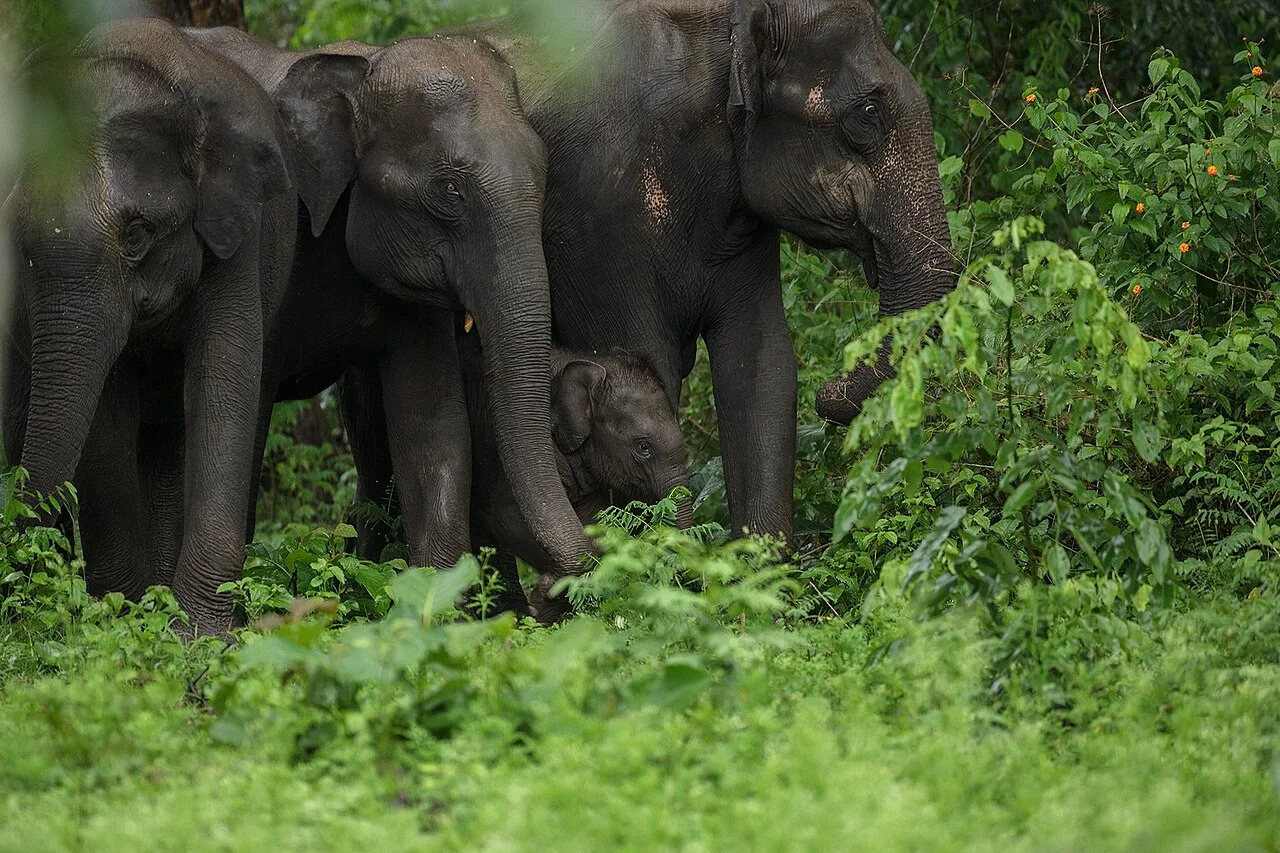 Photo of Phnum Kravanh