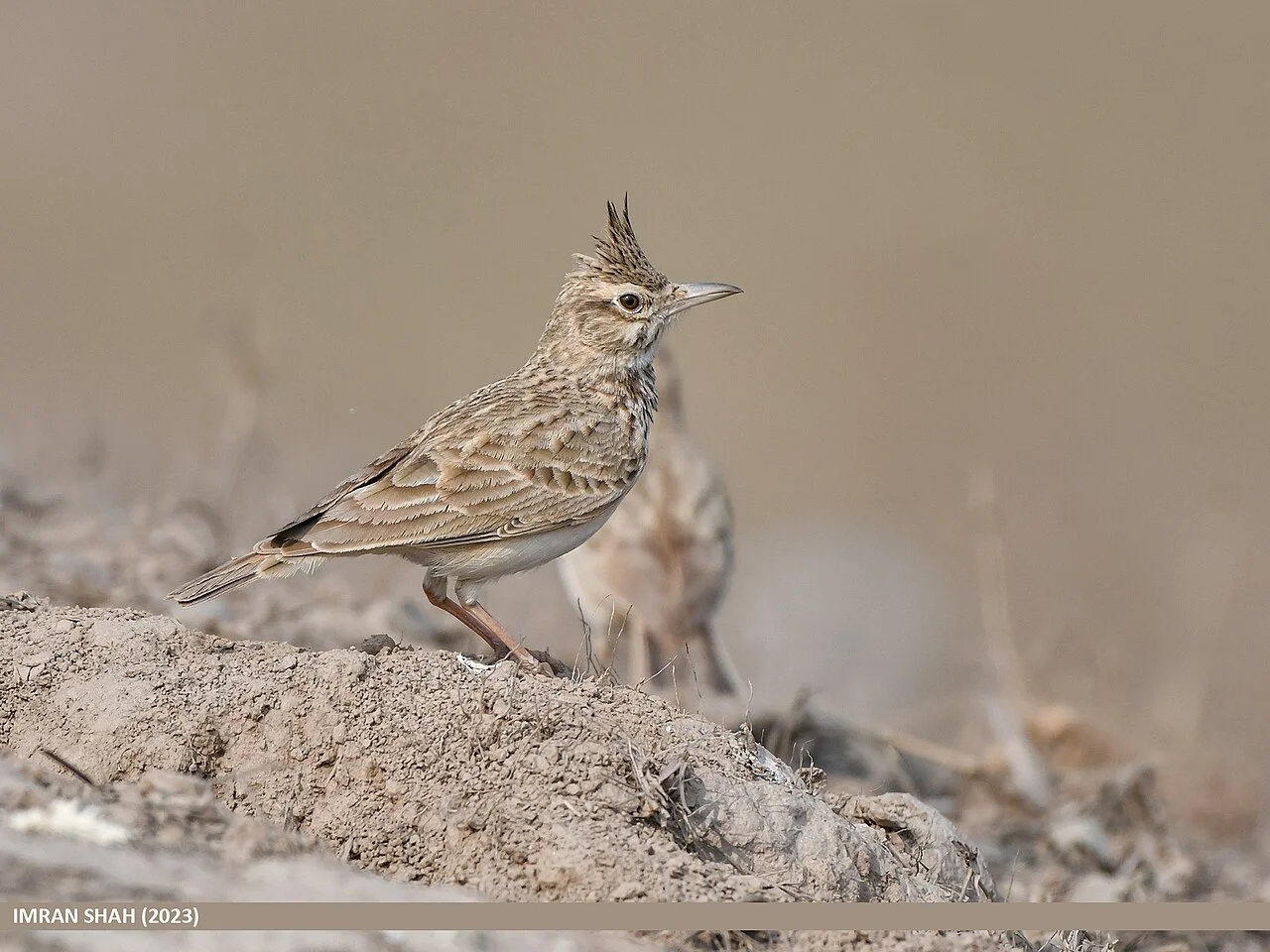 Photo of Phool Nagar