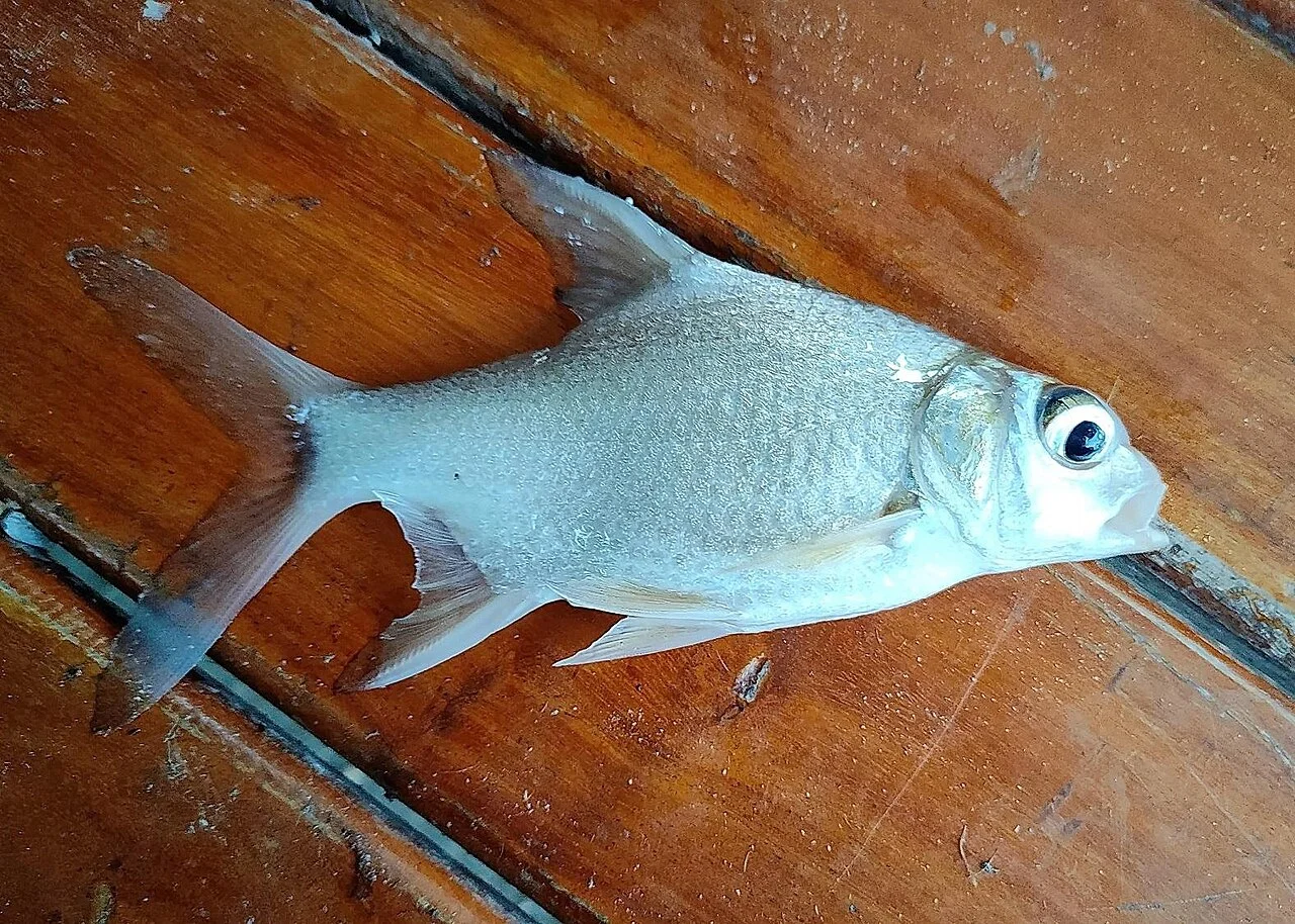 Photo of Phrom Phiram