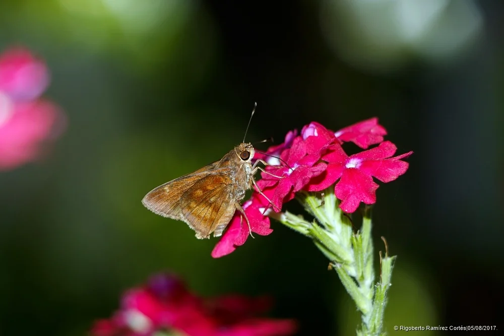 Photo of Piedra Parada