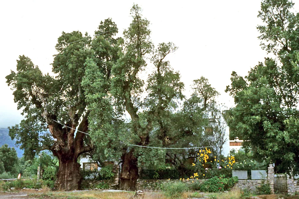 Photo of Piedralaves