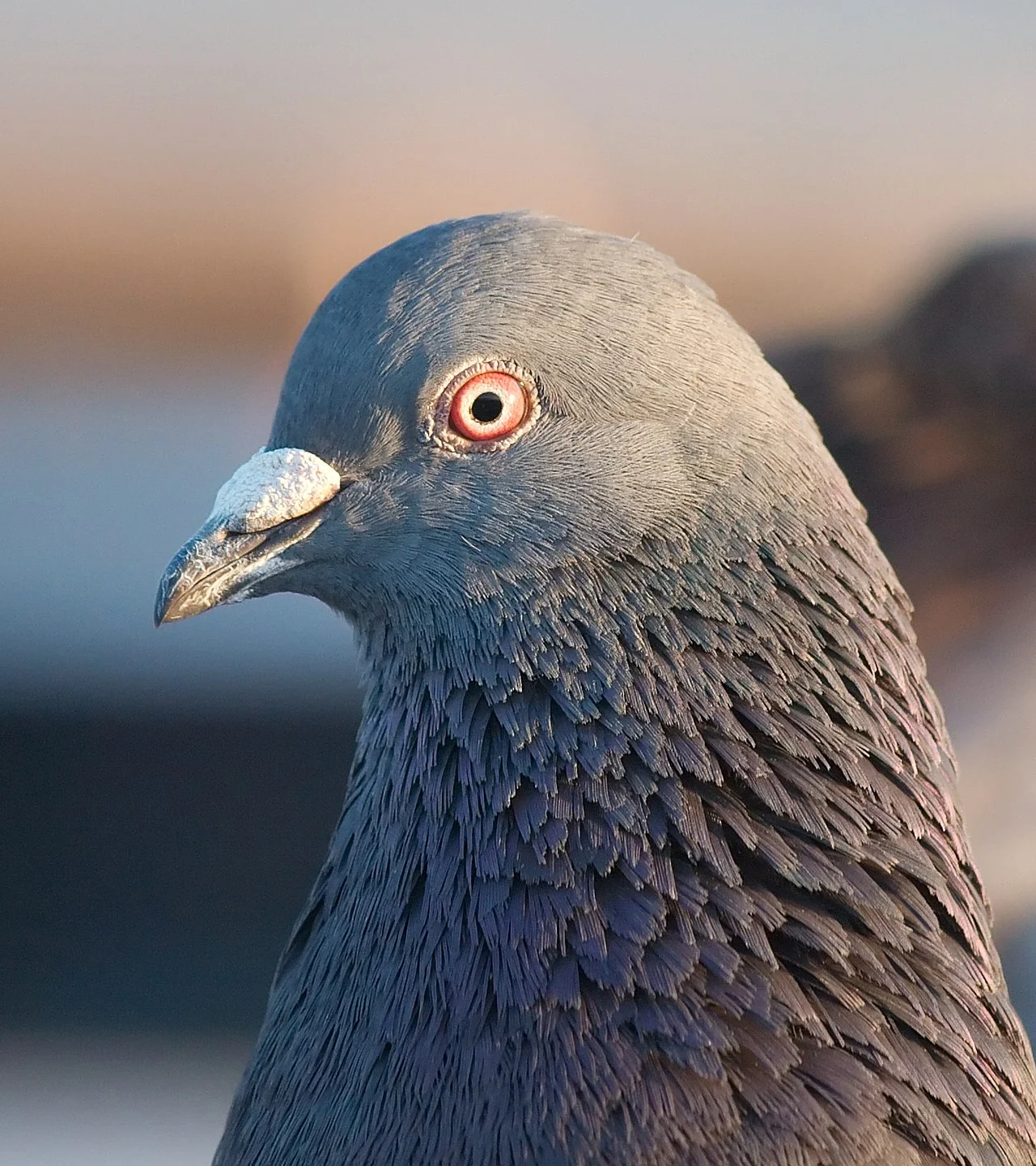 Photo of Pigeon