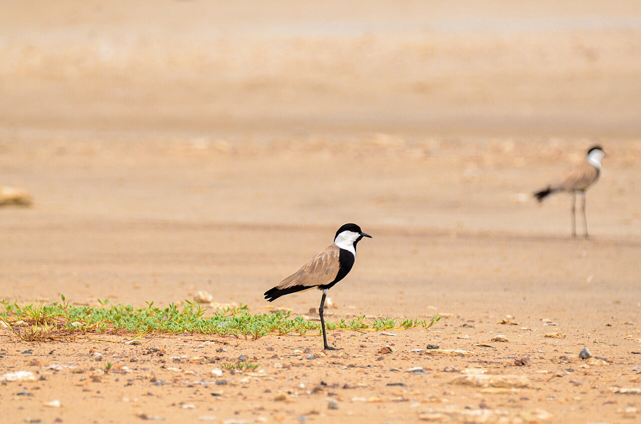 Photo of Pikine