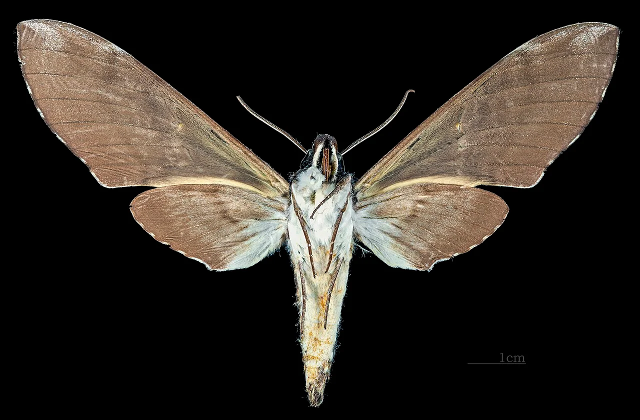 Photo of Pimenta Bueno