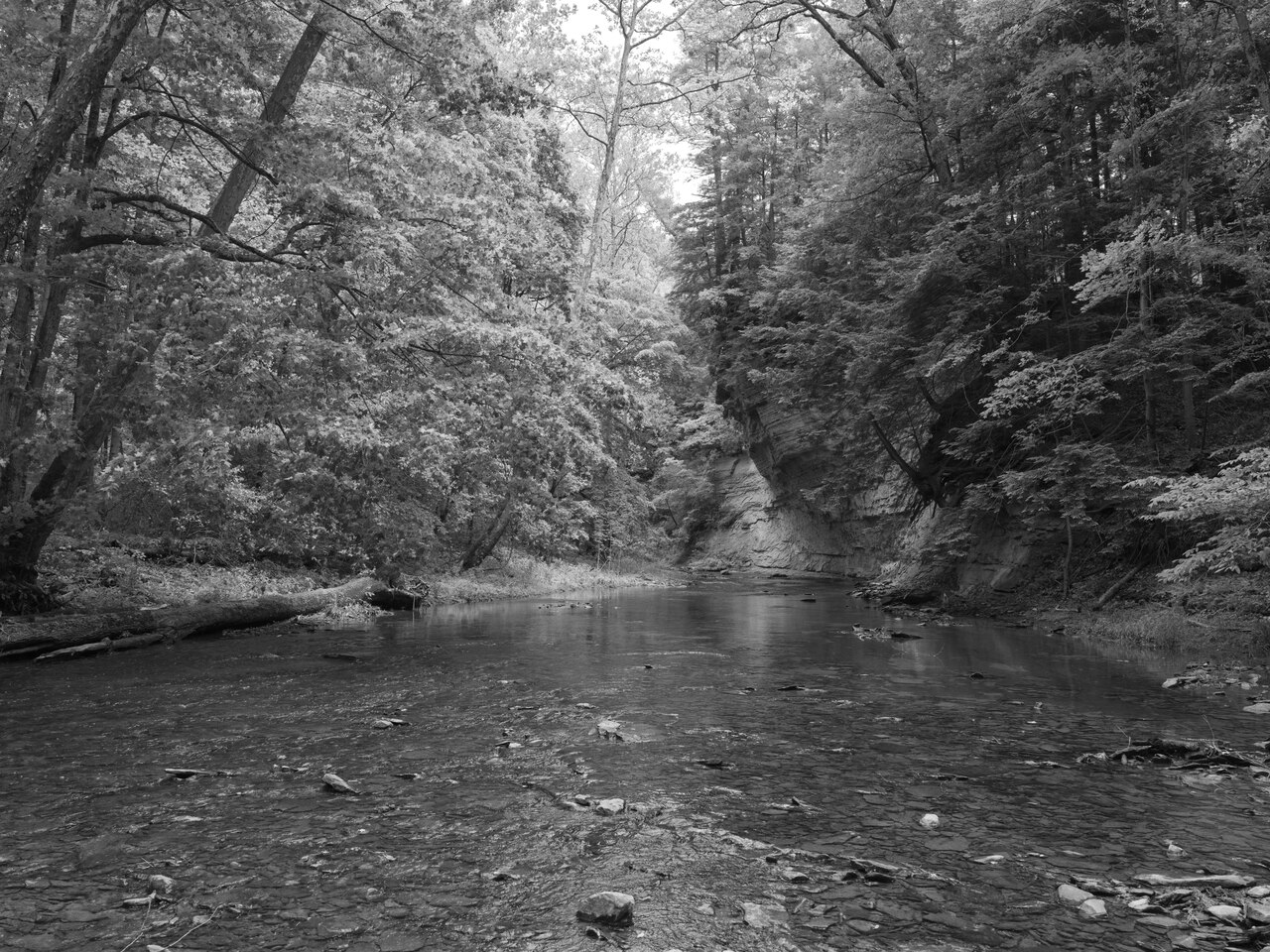 Photograph by the Public Lands Institute. Site: Pine Hills Nature Preserve, Indiana. Managed by designated October 6, 1969. Geological age: ~310 Mya Pennsylvanian sandstone over ~340 Mya Mississippian Borden Group siltstone and limestone; junction of formations produces abundant springs throughout the preserve; marine fossils including crinoids, bryozoans, and brachiopods in Mississippian layer (Pennsylvanian (upper); Mississippian (lower)). Hydrology: Clifty Creek and Indian Creek drain the preserve before joining Sugar Creek within adjacent Shades State Park. Indigenous territories: Miami (Myaamiaki) and Wea held the west-central Indiana Sugar Creek corridor; Wea established at Ouiatenon near present Lafayette to the north; Potawatomi (Neshnabe) oral tradition records a battle fought in the Clifty Creek and Indian Creek ravines of Pine Hills in the 1770s, when Potawatomi forces and Miami warriors contested control of the Wabash Valley, with the legend claiming nearly 600 warriors killed on both sides and the account possibly giving rise to the 'Shades of Death' name for the surrounding terrain; Miami and Wea ceded the Sugar Creek territory through Treaty of Grouseland (August 21, 1805) and Treaty with the Miami (October 6, 1818).