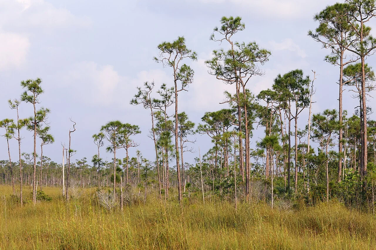 Photo of Pine Prairie