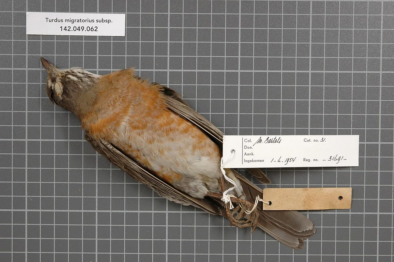 Photo of Plattsville