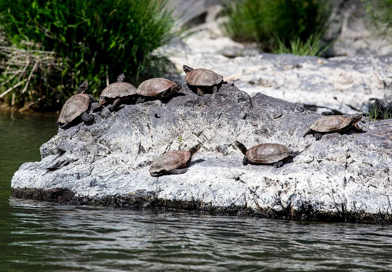 Photo of Pleasure Ridge Park