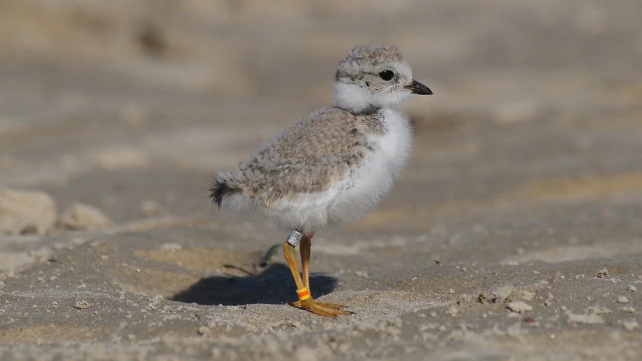 Photo of Plover