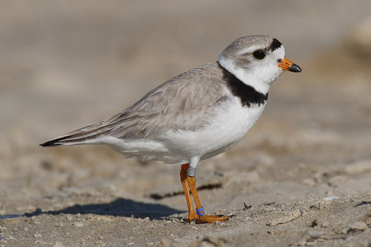 Photo of Plover