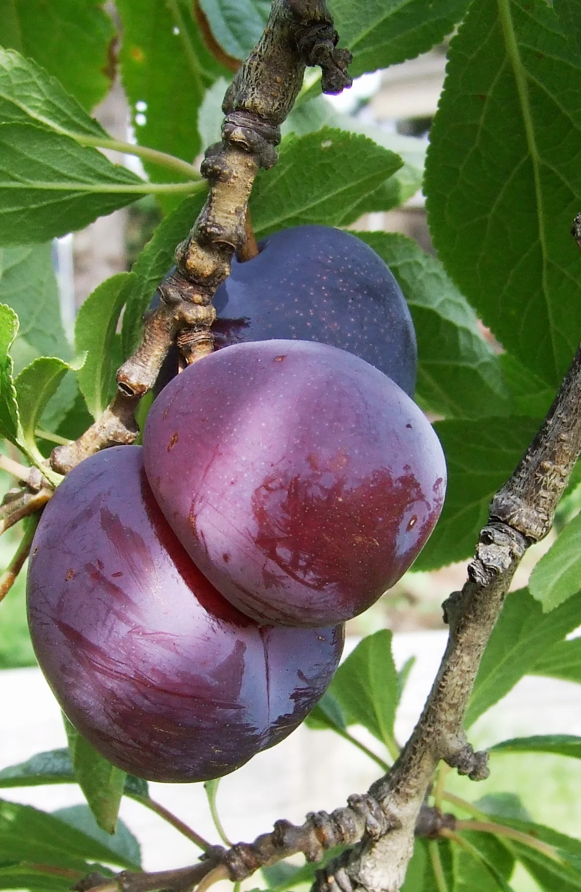 Photo of Plum