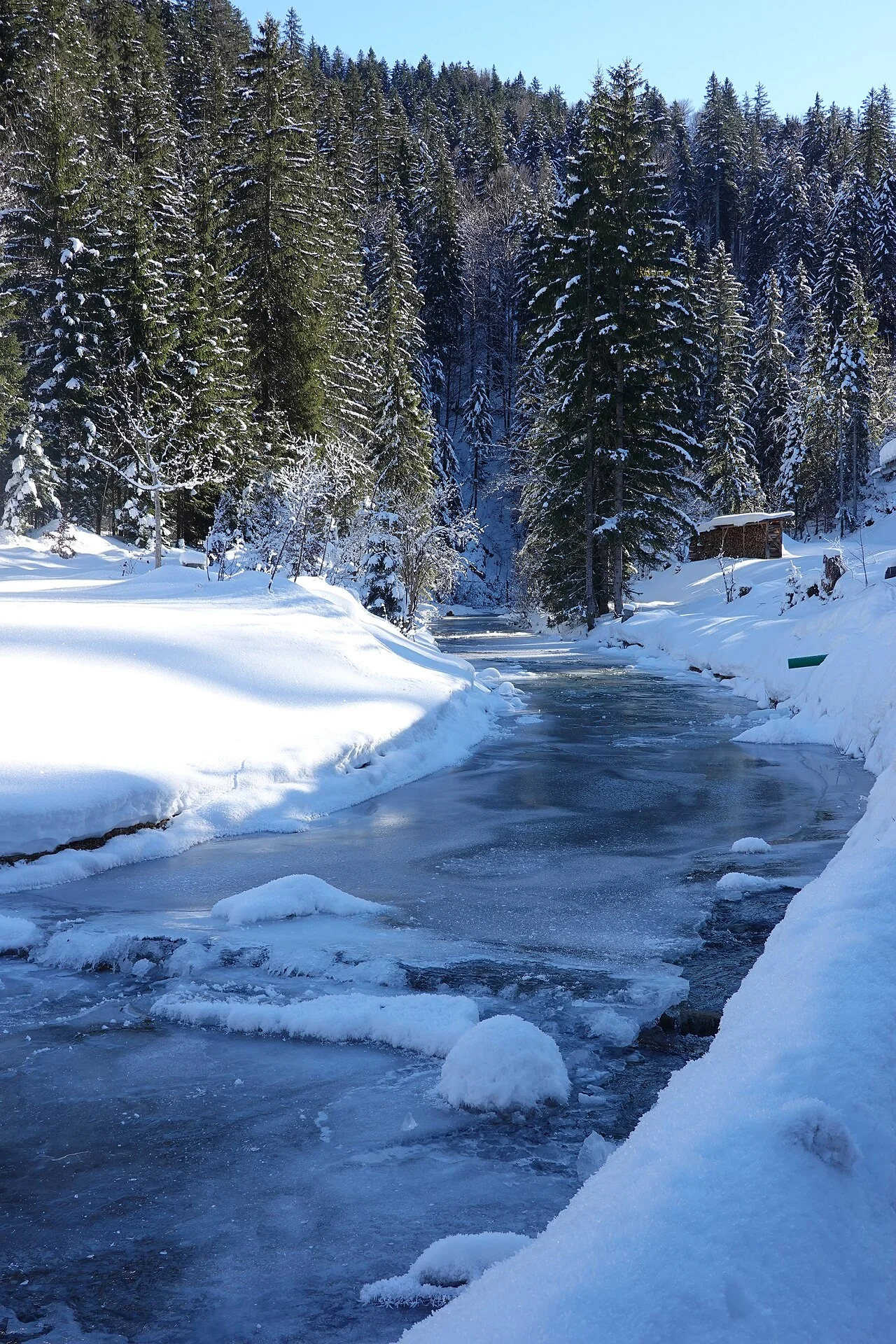 Photo of Poiana Codrului