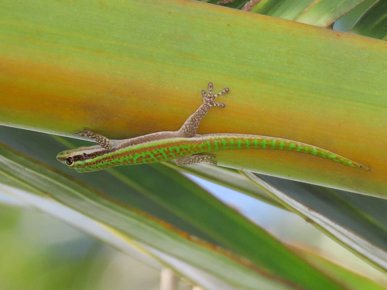 Photo of Pointe aux Piments