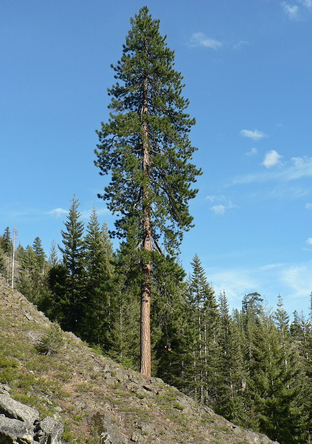 Photo of Ponderosa Pine