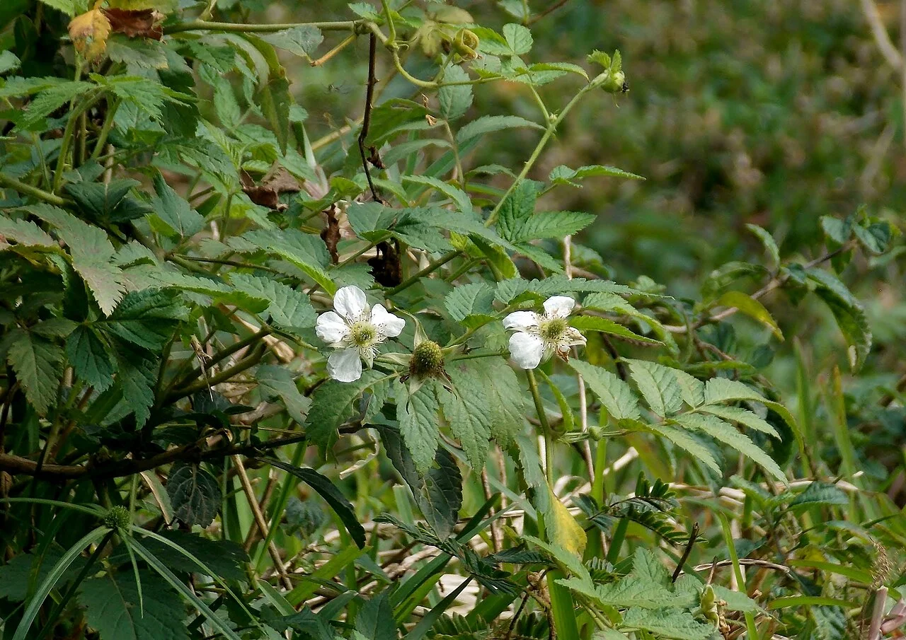 Photo of Ponérihouen