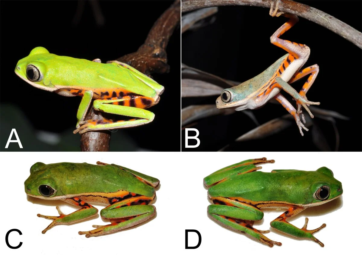 Photo of Pontal do Araguaia