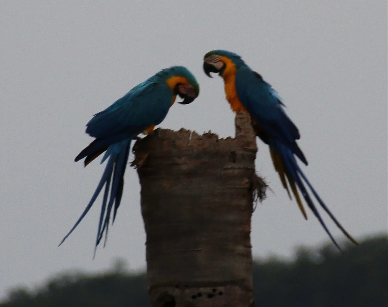 Photo of Ponte Alta do Bom Jesus