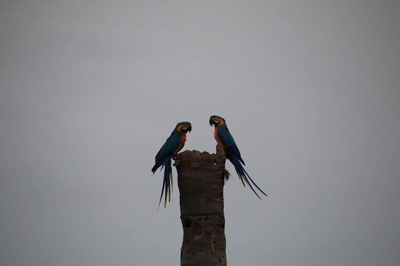 Photo of Ponte Alta do Bom Jesus