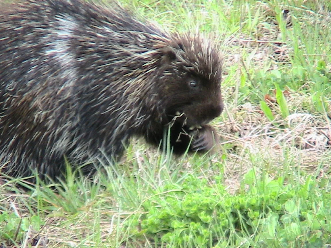 Photo of Porcupine
