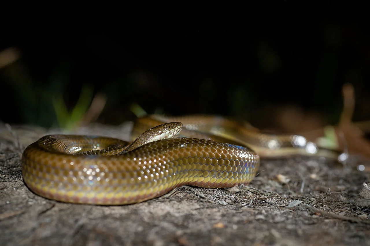 Photo of Prachantakham