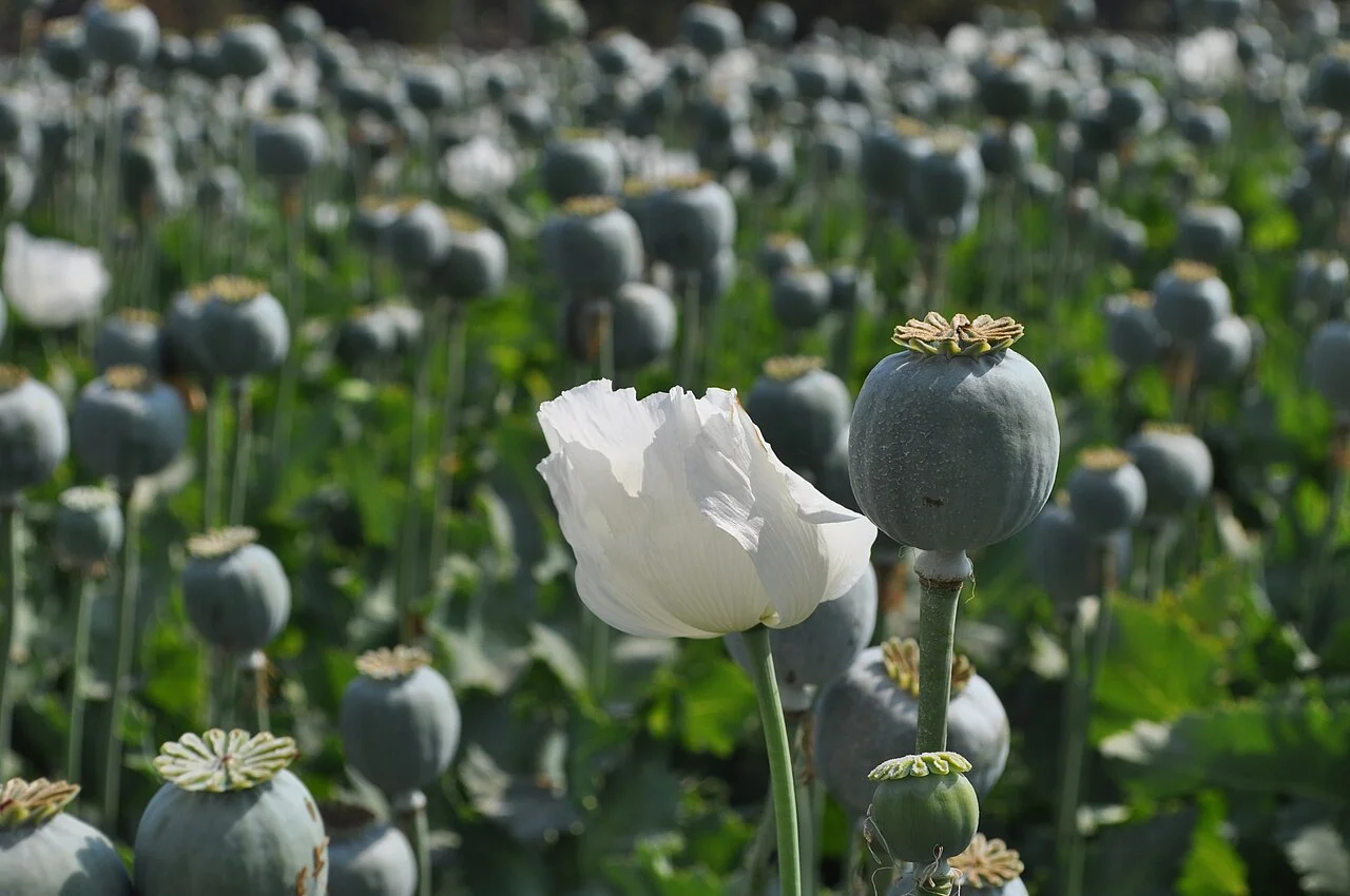 Photo of Pratāpgarh