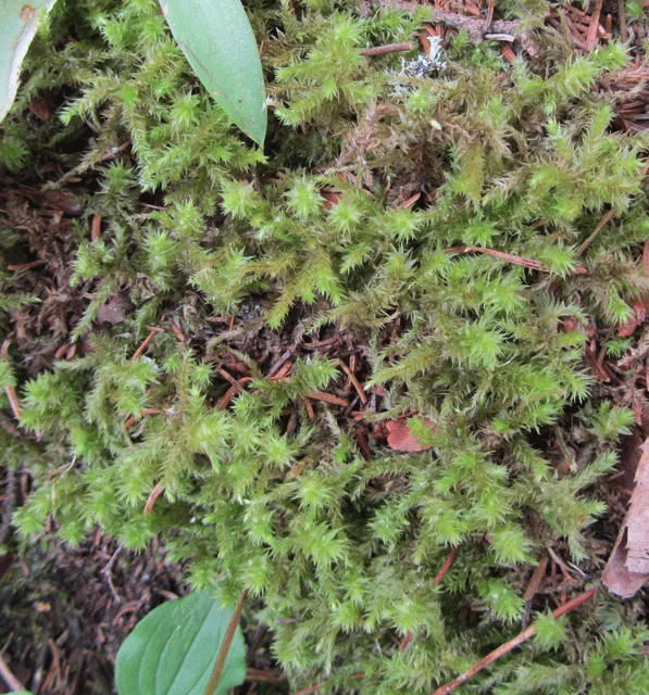 Photo of Prices Fork