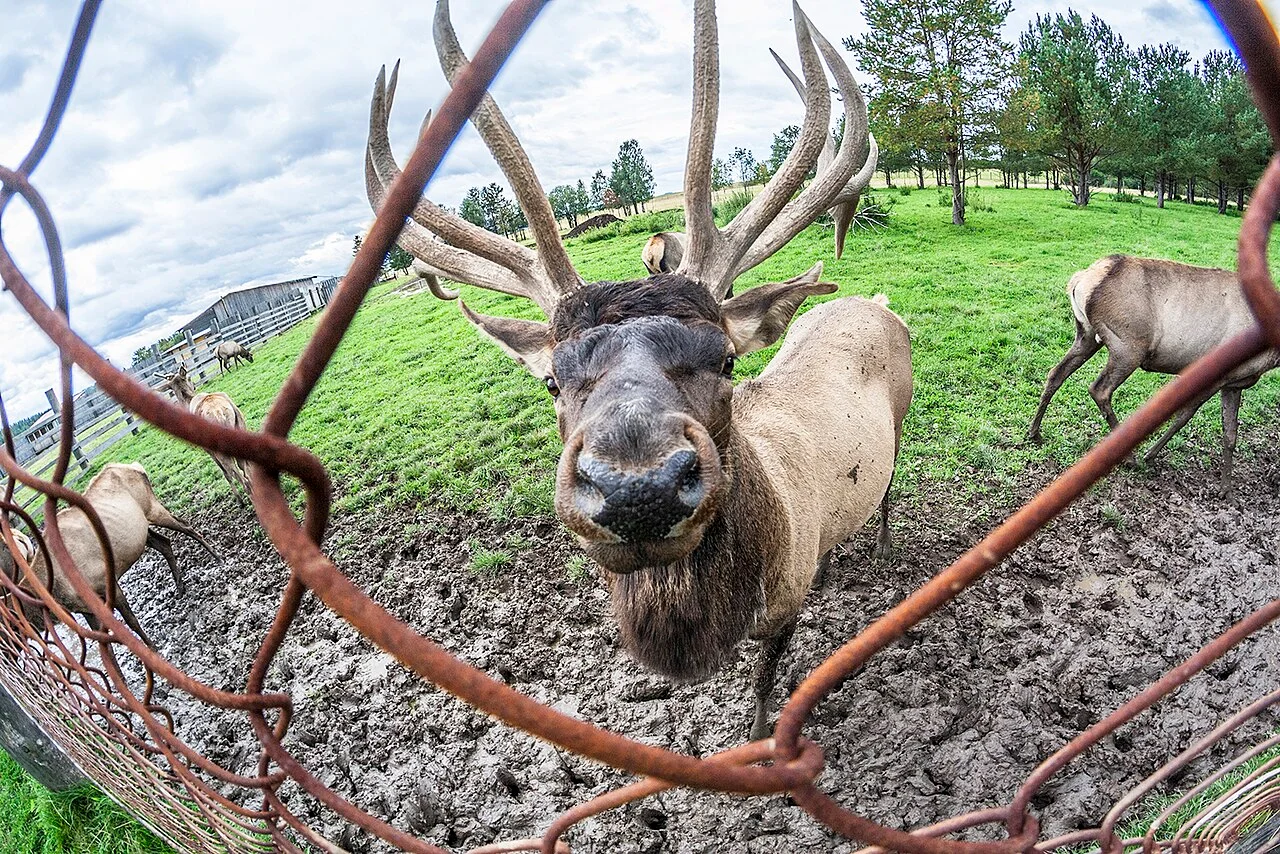 Photo of Prigorodnyy