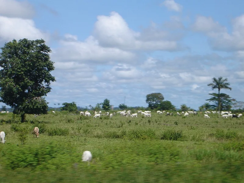 Photo of Primavera de Rondônia
