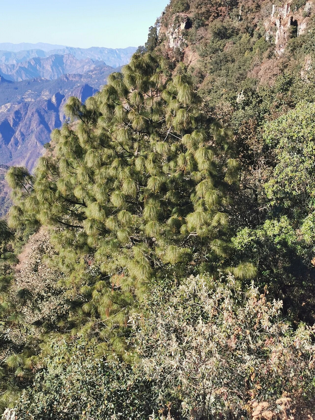 Photo of Pueblo Nuevo