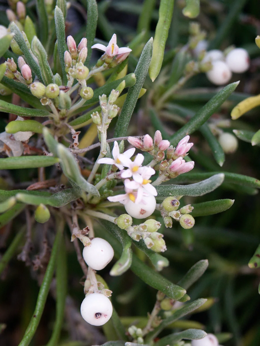 Photo of Pueblo Viejo