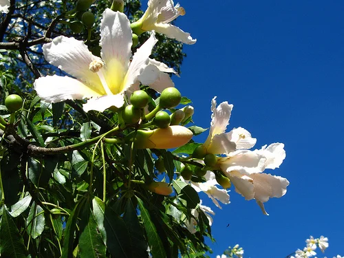 Photo of Puerto Ceiba