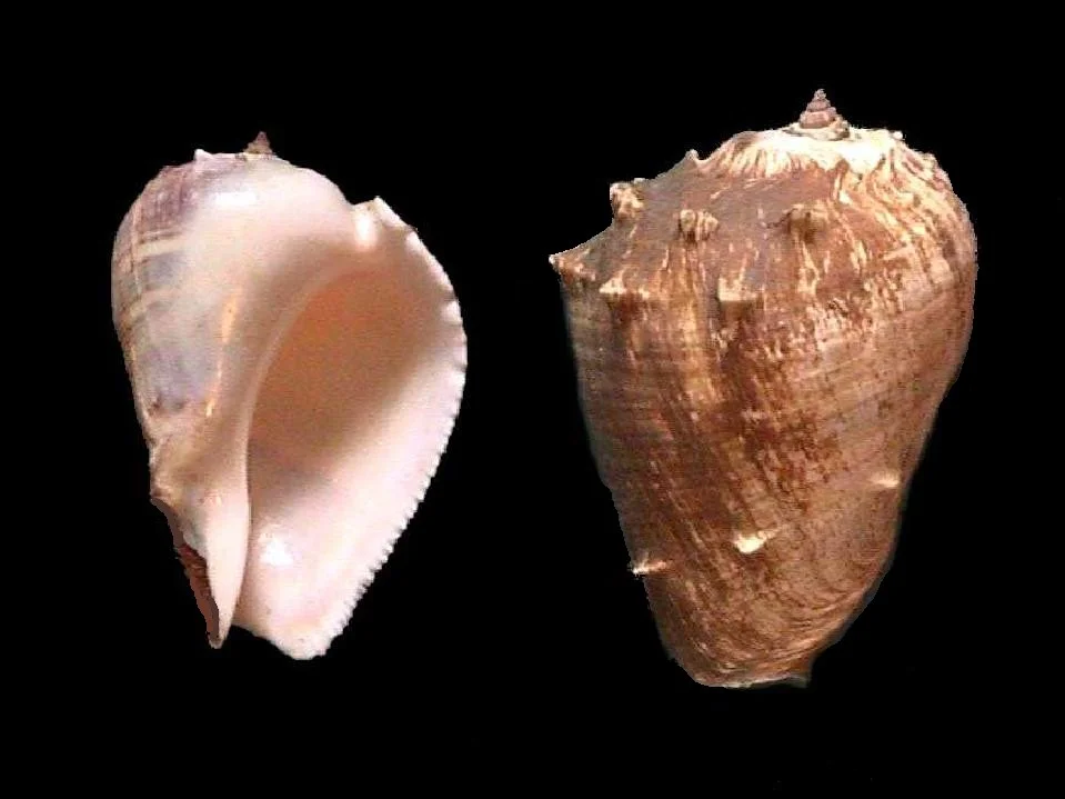 Photo of Puerto Cumarebo