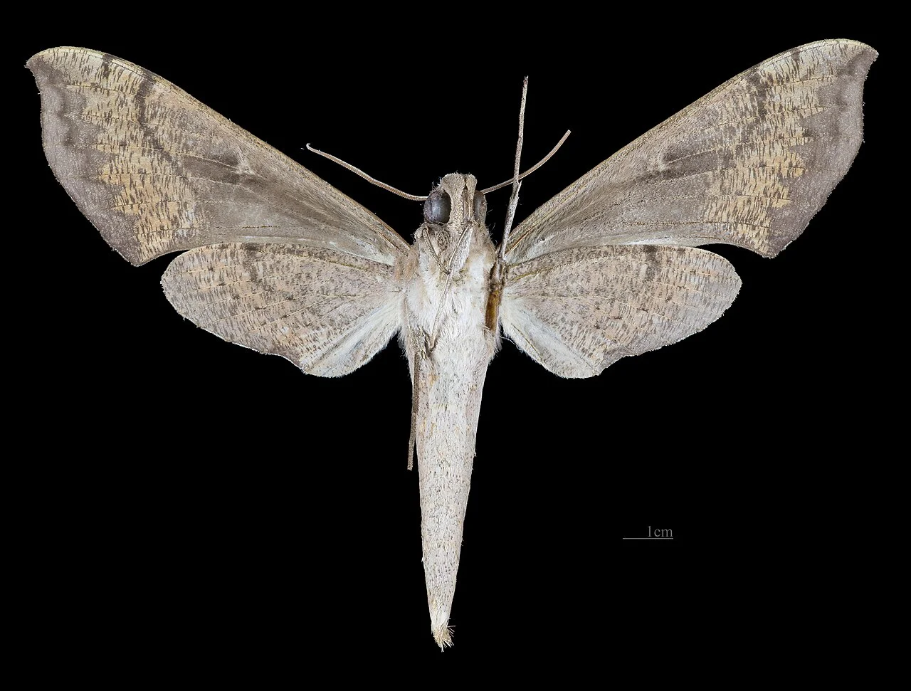 Photo of Puerto Leguízamo