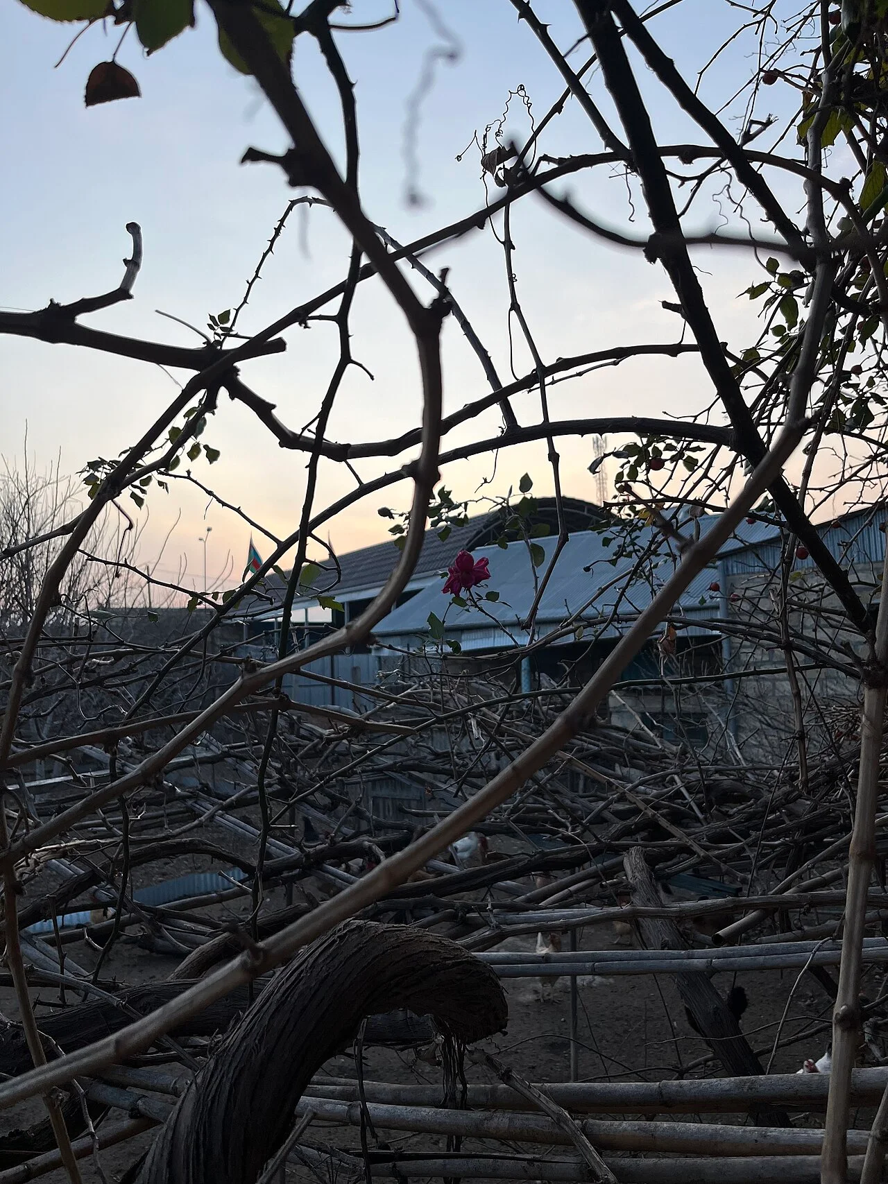 Photo of Qasım İsmayılov