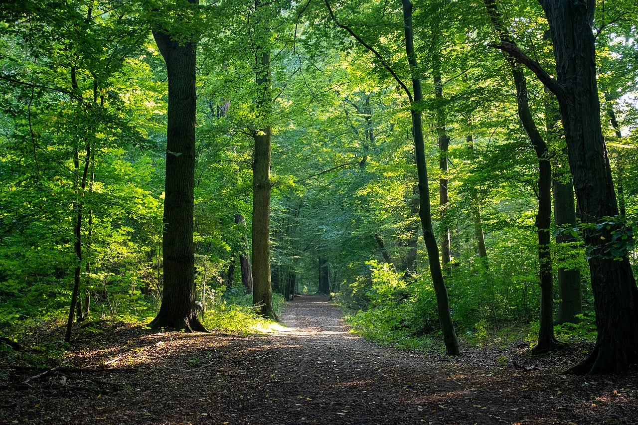 Photo of Querumer Forst